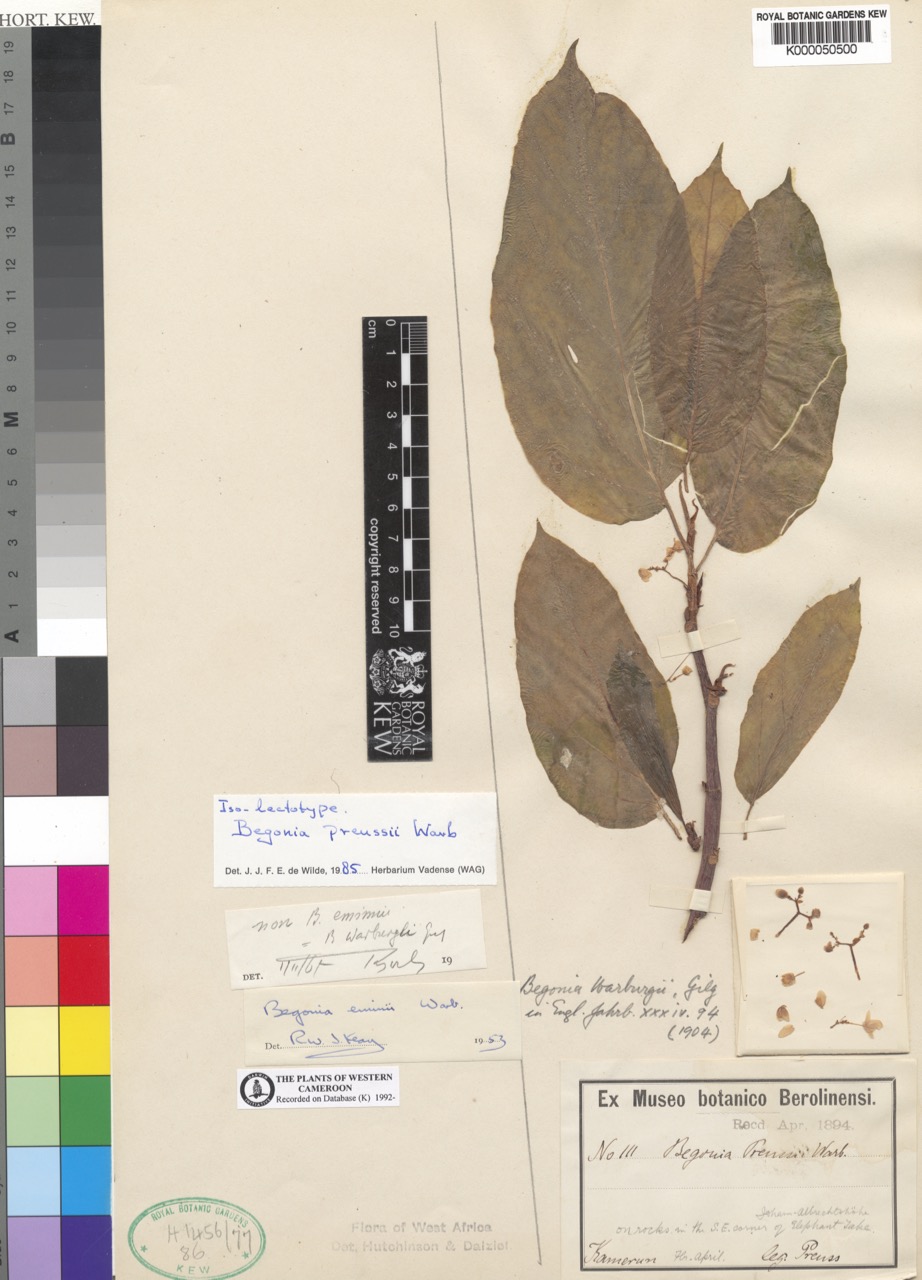 B. preussii